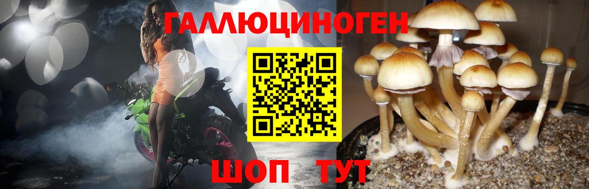 Губкинский  Псилоцибиновые грибы Psilocybe  Вход с VPN 